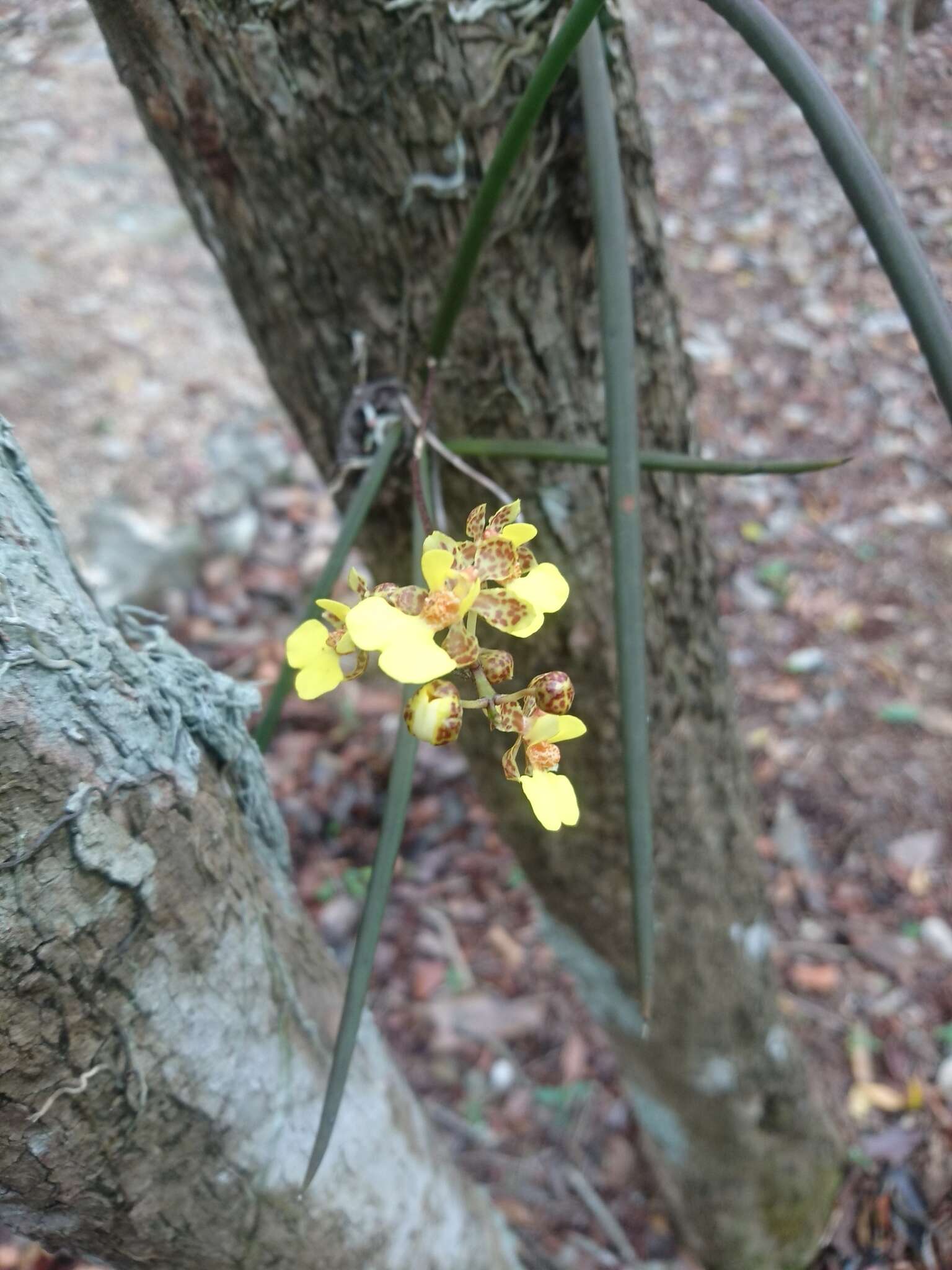 Trichocentrum ascendens (Lindl.) M. W. Chase & N. H. Williams的圖片