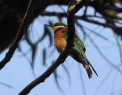 Image of Cinnamon-breasted Bee-eater