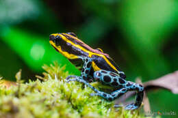 Image of Amazonian Poison Frog