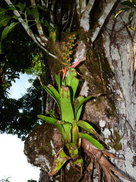 Image of Aechmea mertensii (G. Mey.) Schult. & Schult. fil.