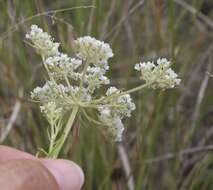 Plancia ëd Eurytaenia hinckleyi Mathias & Constance