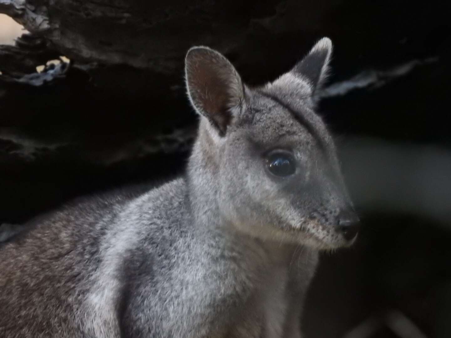 Image of Brush-tailed Rock Wallaby