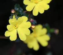 Hibbertia appressa H. R. Toelken resmi