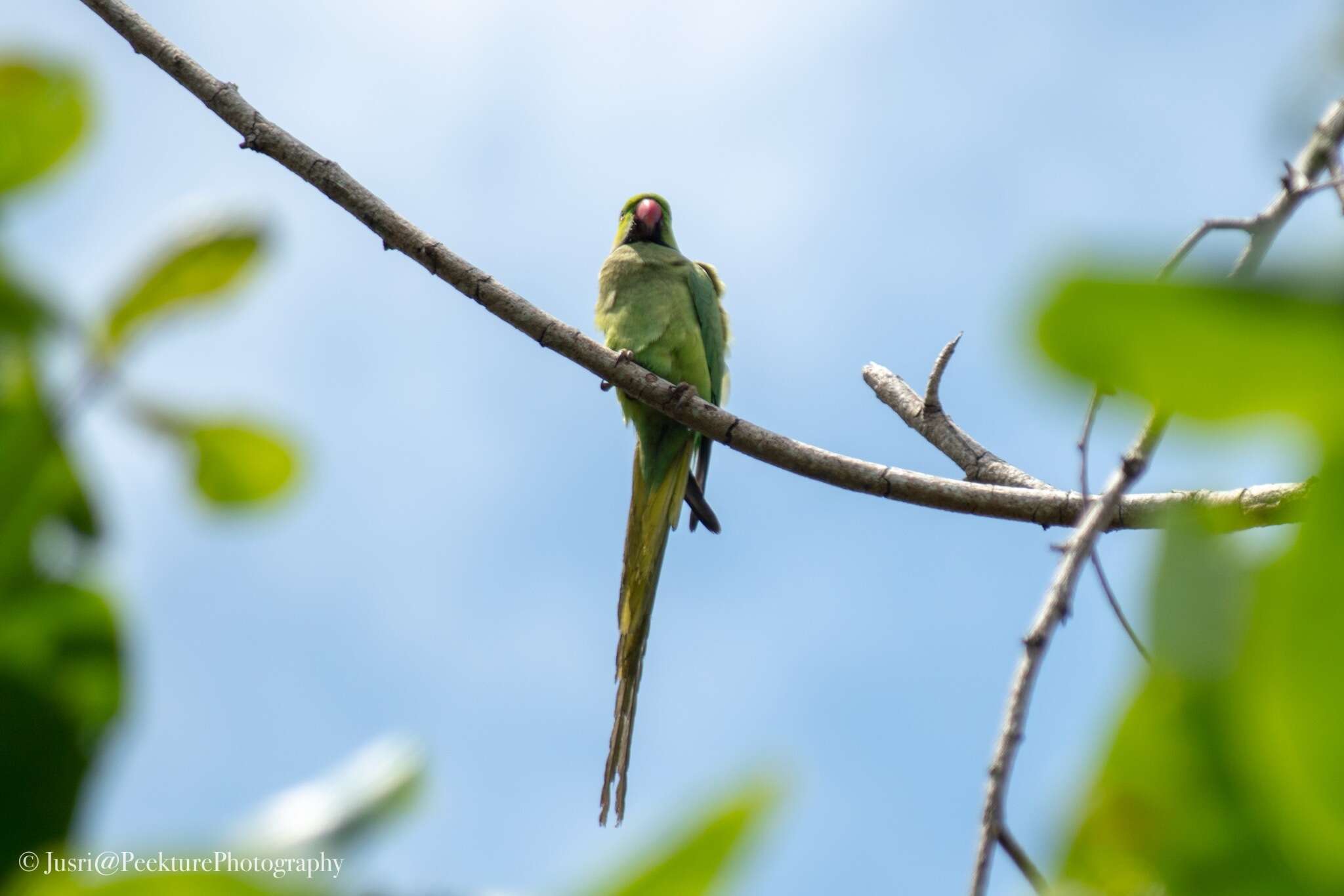 Image of Long-tailed Parakeet