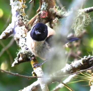 Stilpnia cyanoptera (Swainson 1834) resmi