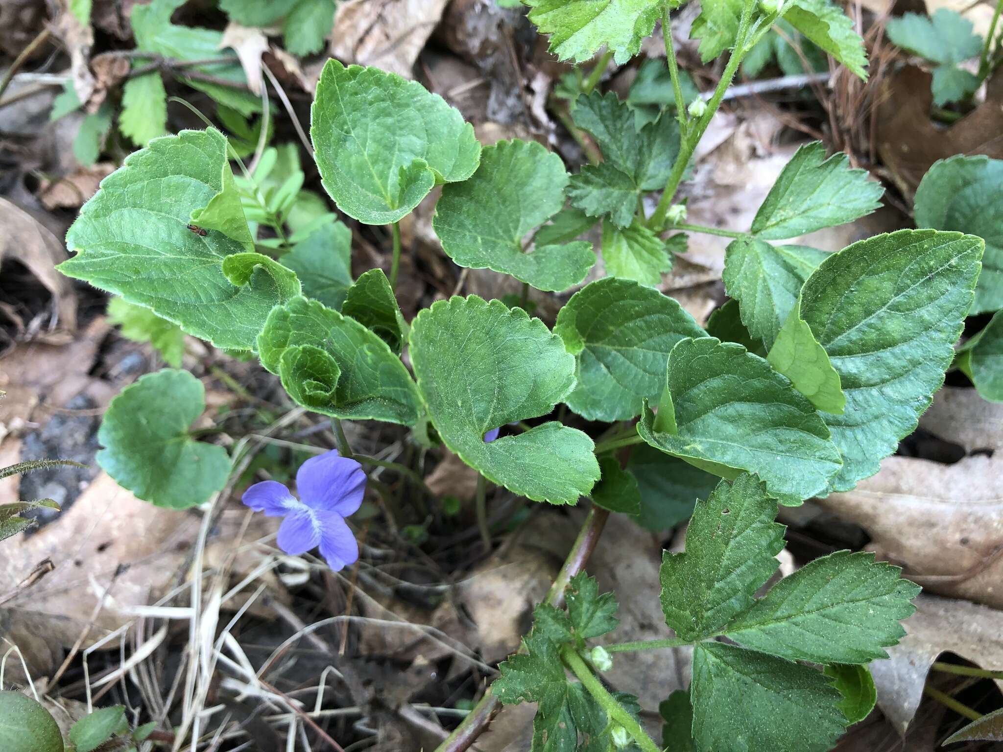 Image of common blue violet