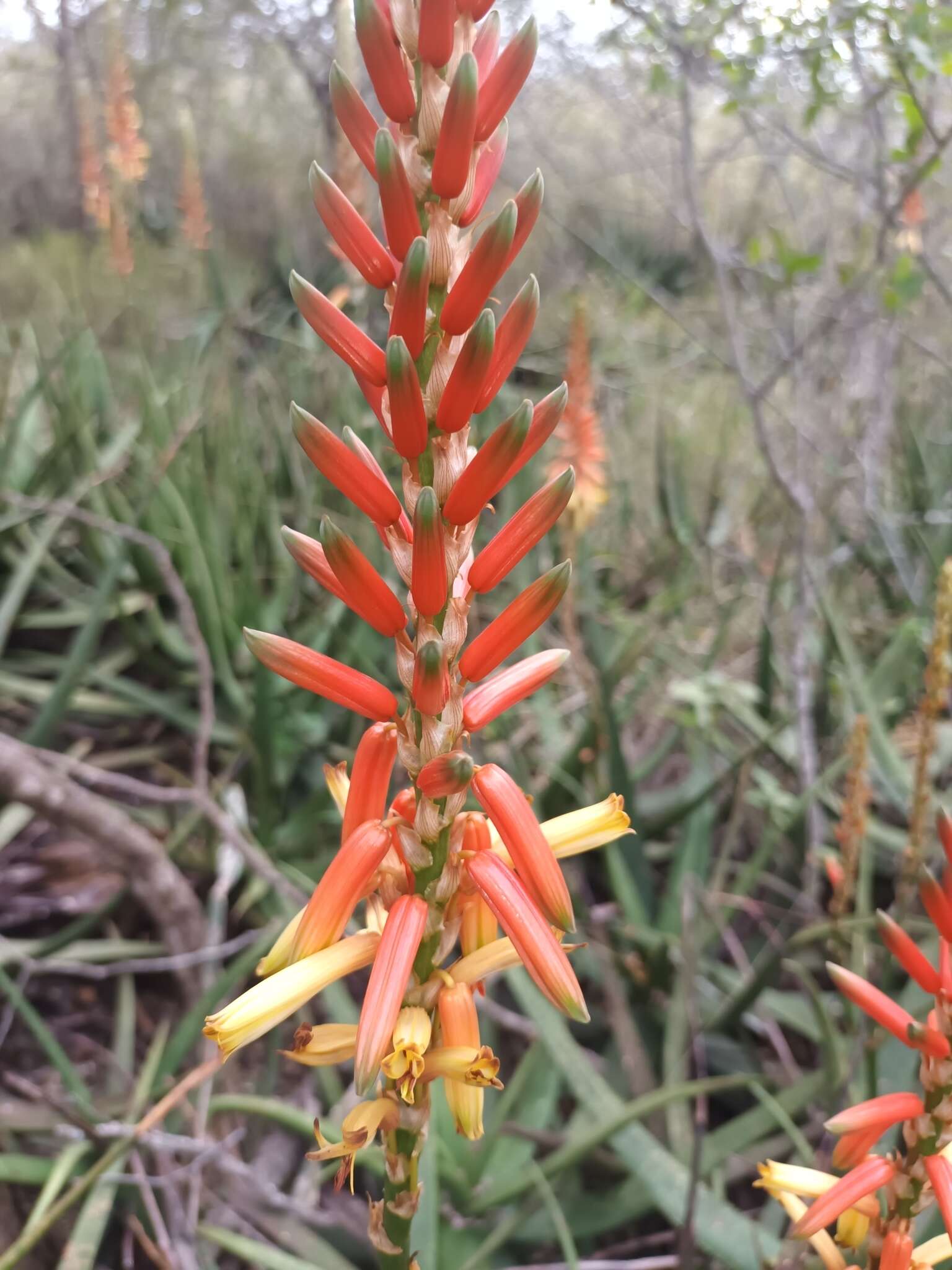 Image of Malapati aloe