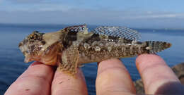 Image of Plumose sculpin