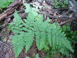 Plancia ëd Myriopteris aemula (Maxon) Grusz & Windham