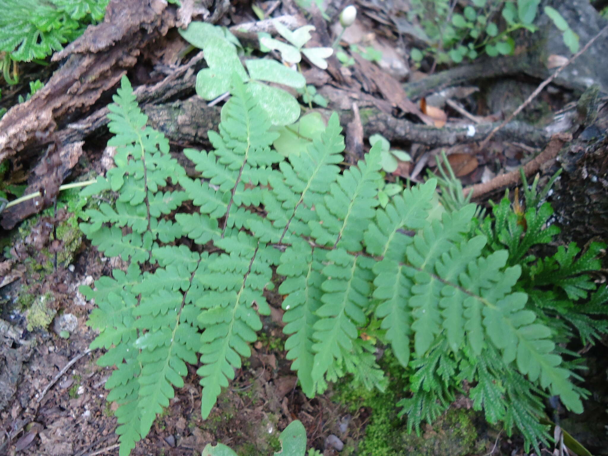 Image of rival lipfern