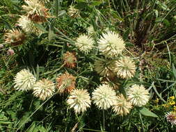 Image of Trifolium trichocephalum M. Bieb.