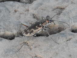 Image of Ellipsoptera macra fluviatilis (Vaurie 1951)