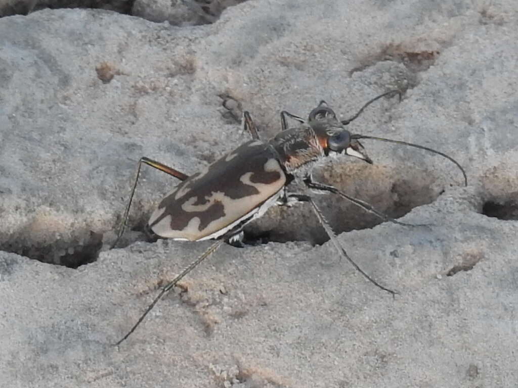 Image of Ellipsoptera macra fluviatilis (Vaurie 1951)