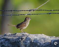 Image of Botteri's Sparrow