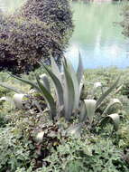 Image de Agave hookeri Jacobi