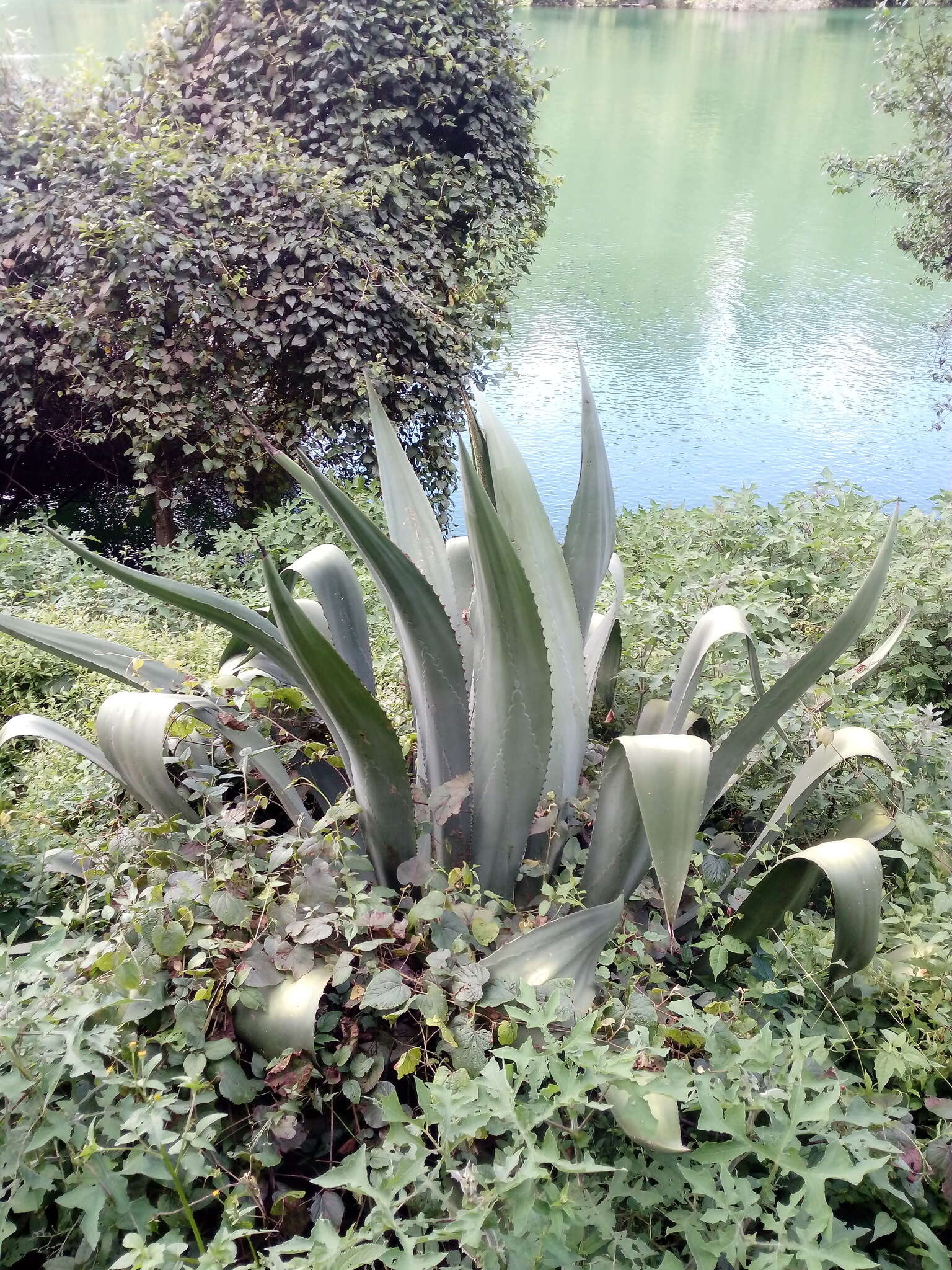 Image de Agave hookeri Jacobi