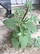 Imagem de Amaranthus viridis L.