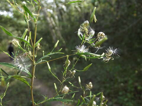 Image de Brickellia diffusa (Vahl) A. Gray