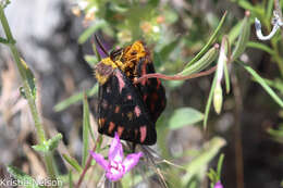 Image of Hemileuca eglanterina shastaensis (Grote 1880)