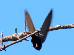 Image of Saw-wing