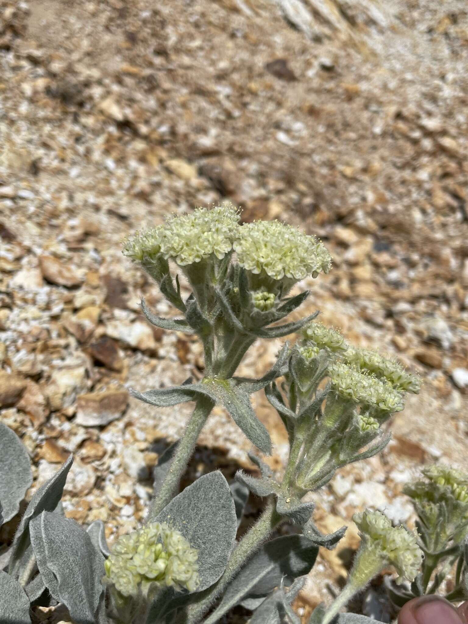 Image of granite buckwheat