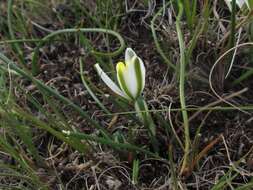 Image of Albuca humilis Baker