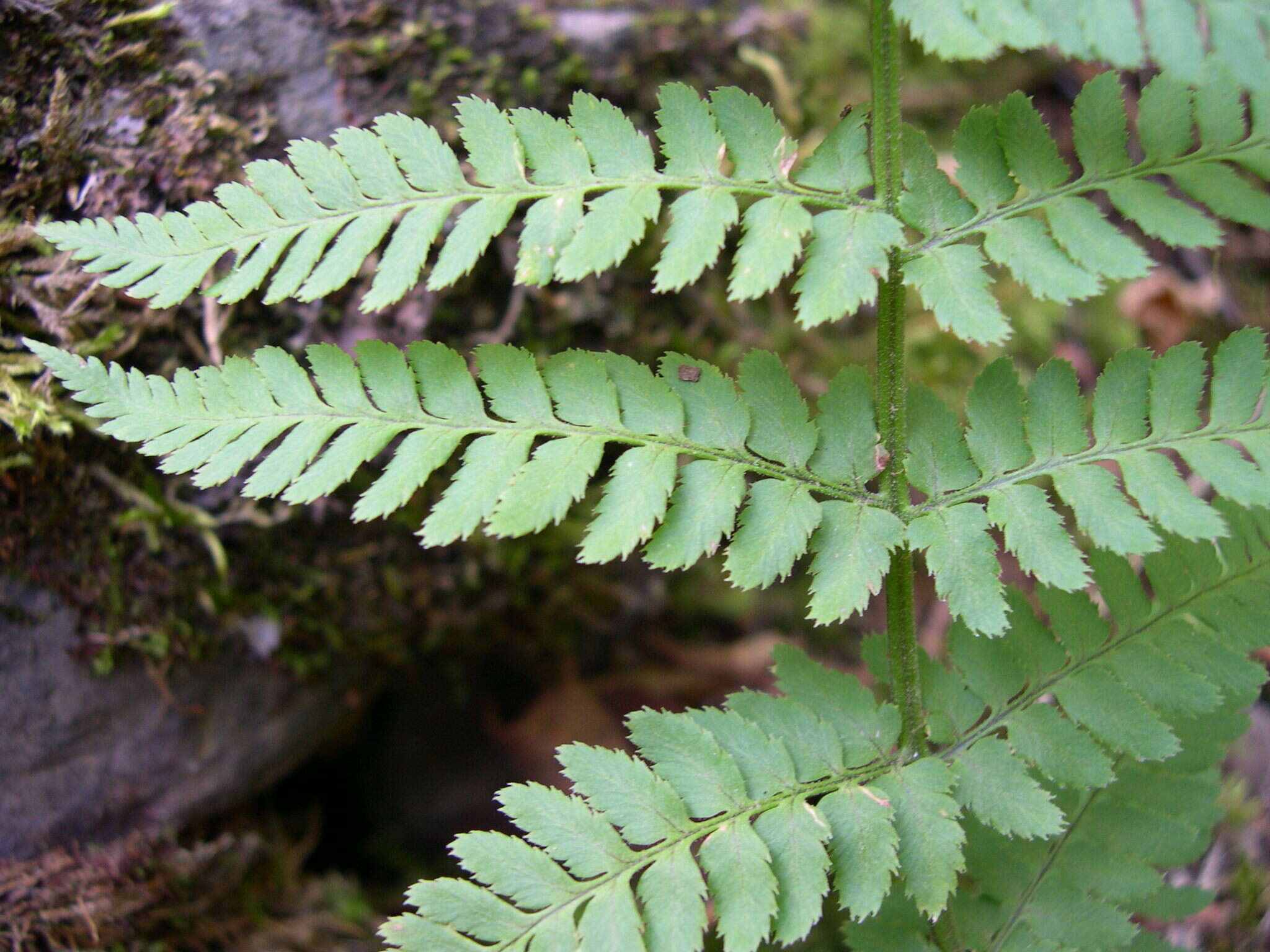 Image de Dryopteris mindshelkensis N. Pavl.