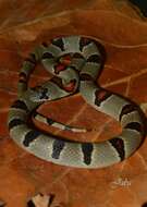 Lampropeltis greeri (Webb 1961)的圖片