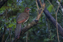 Plancia ëd Ortalis erythroptera Sclater, PL & Salvin 1870