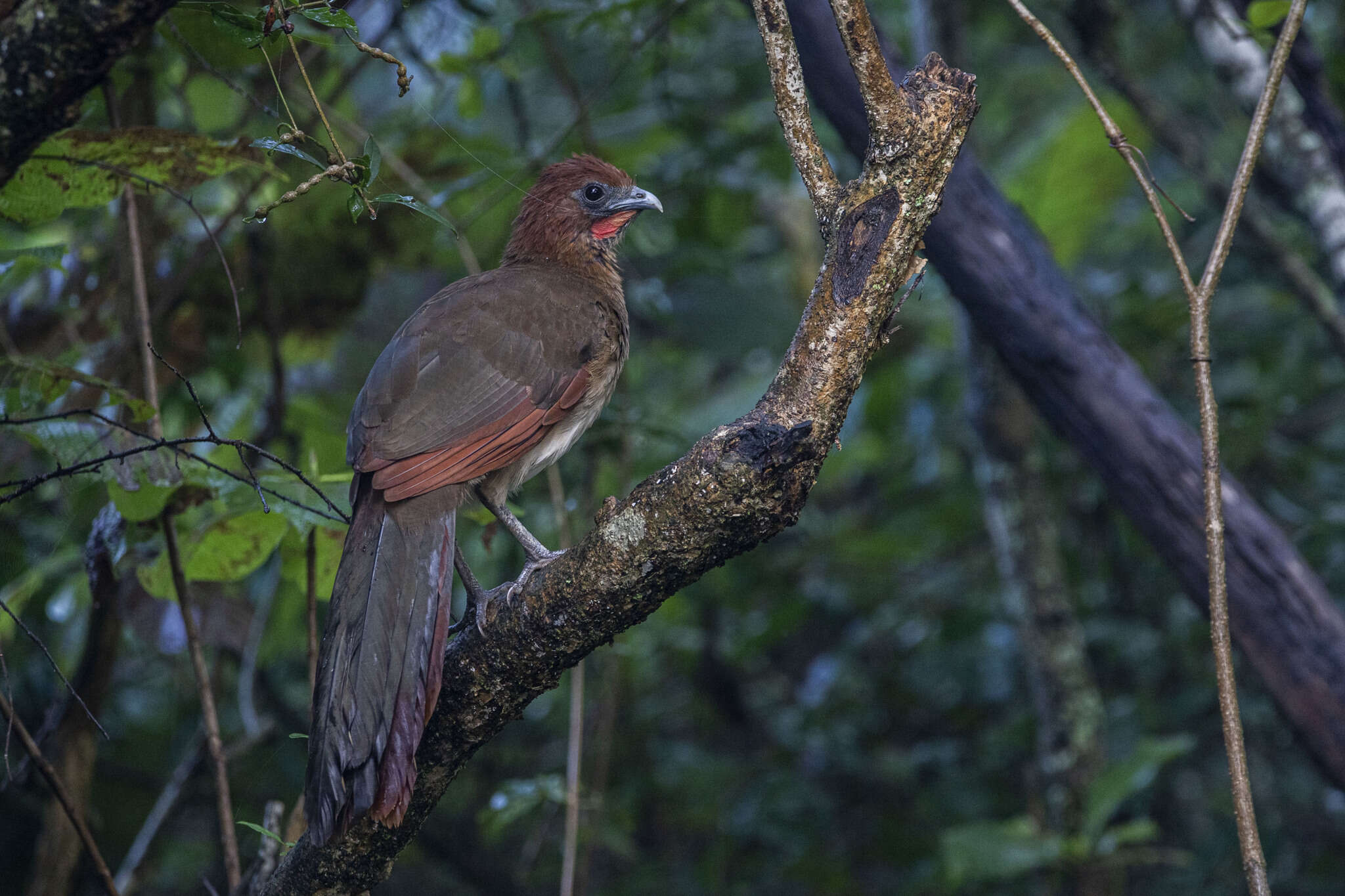 Plancia ëd Ortalis erythroptera Sclater, PL & Salvin 1870