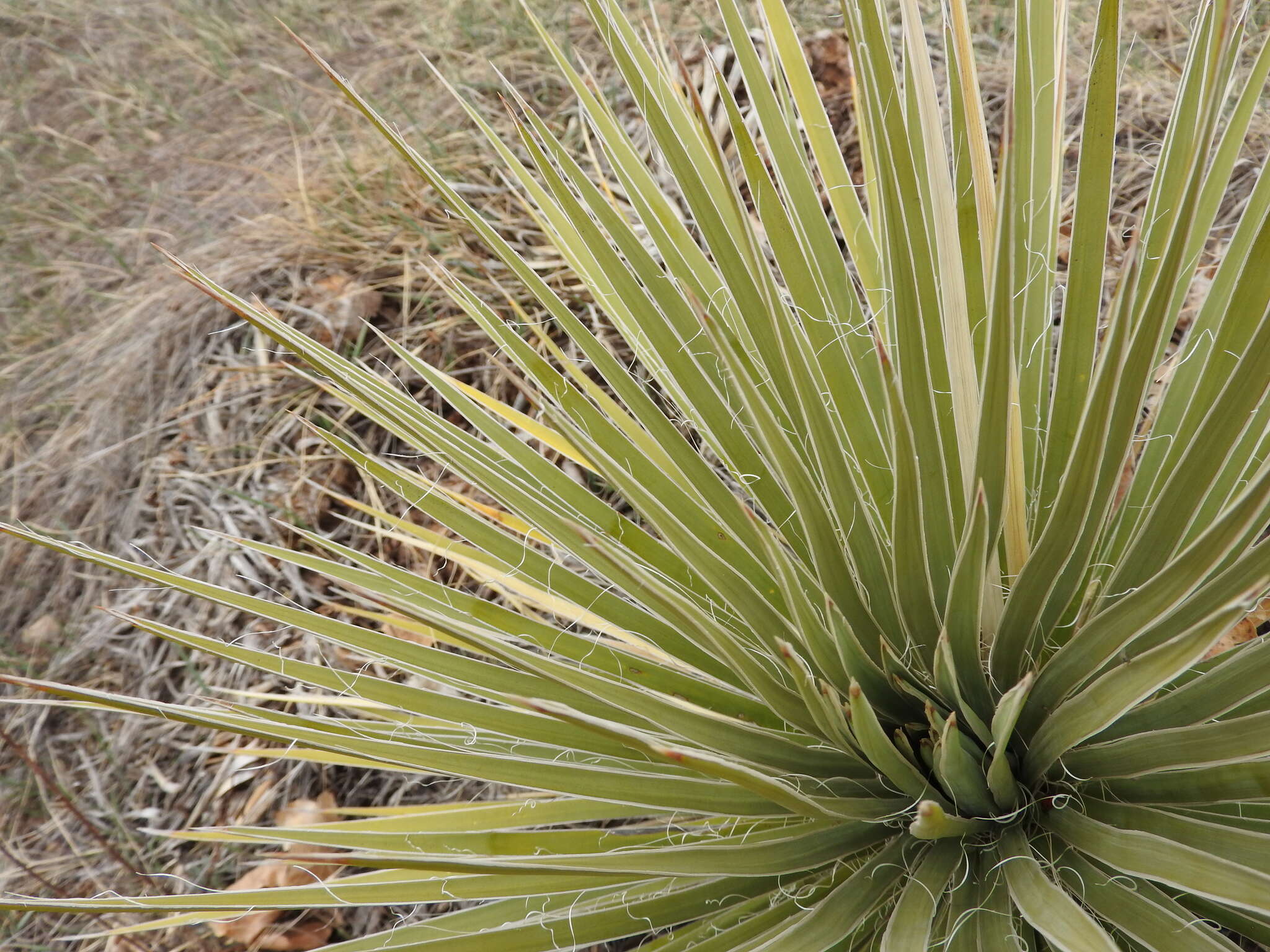 Image of soapweed yucca