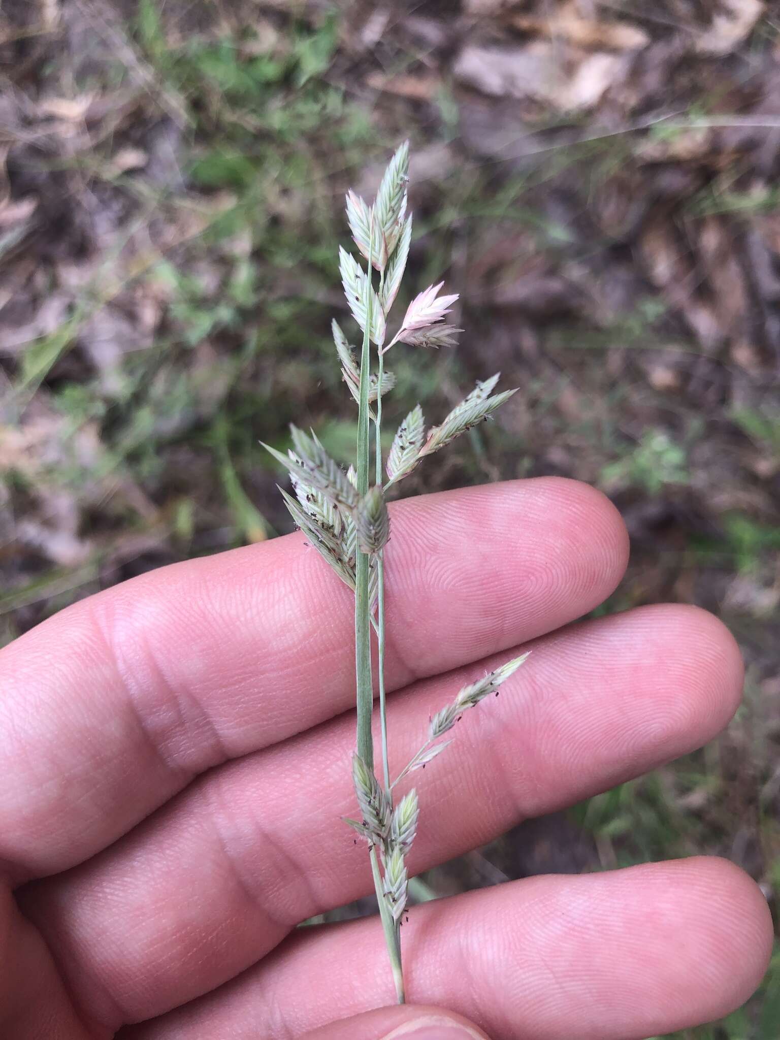 Image de Eragrostis secundiflora J. Presl