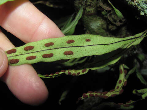 Image of starscale fern