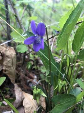 Image of arrowleaf violet