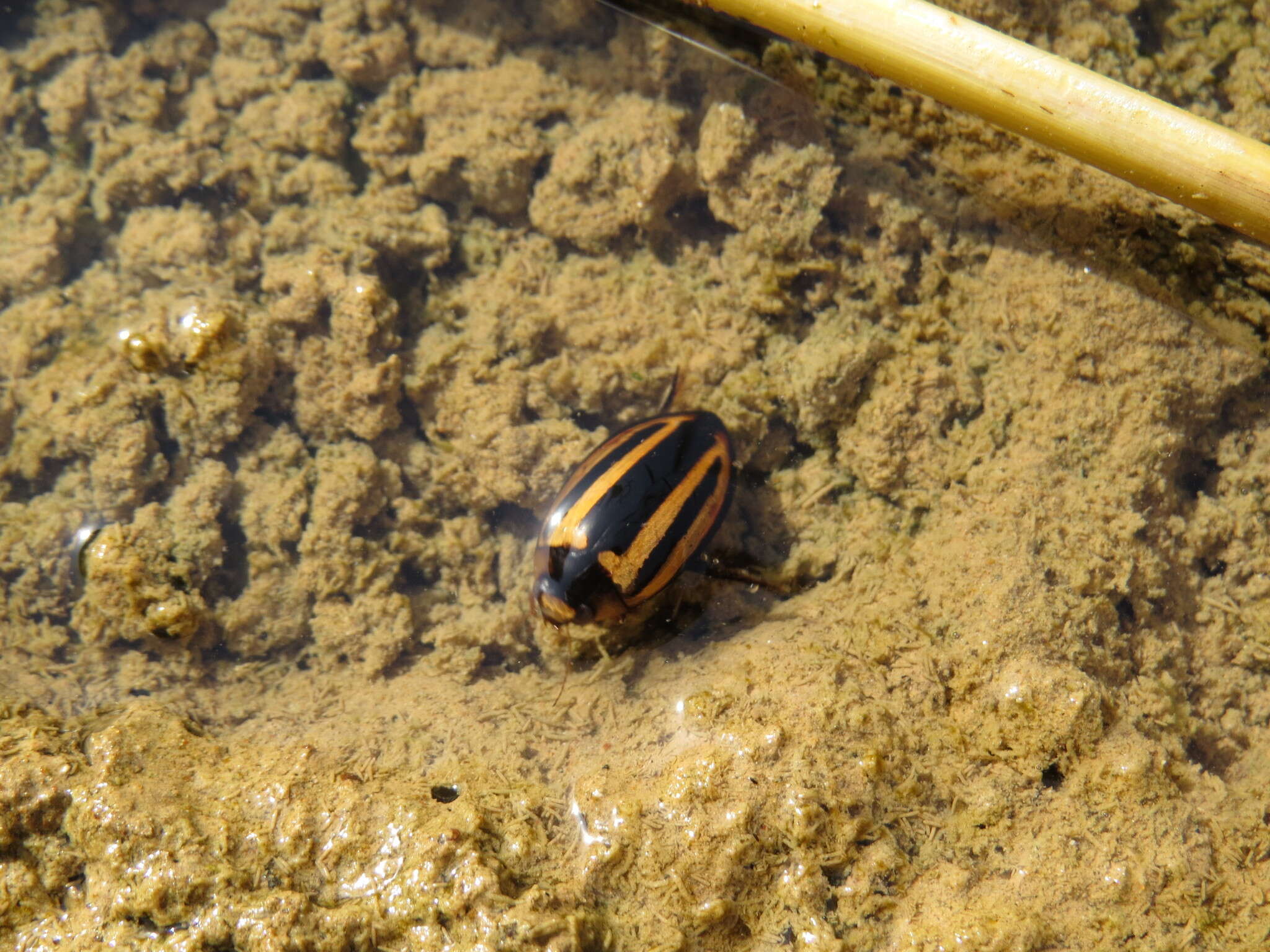 Plancia ëd Hydaticus (Prodaticus) histrio Clark 1864