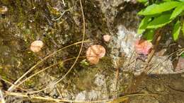 Image of Begonia tapatia Burt-Utley & McVaugh