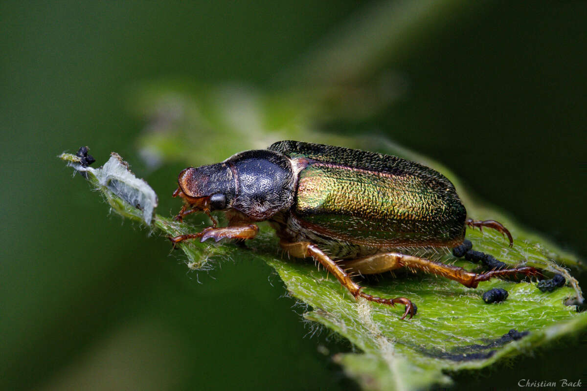 Imagem de Dichelonyx canadensis (Horn 1876)