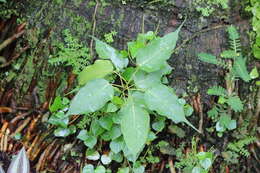 Image of peepul tree