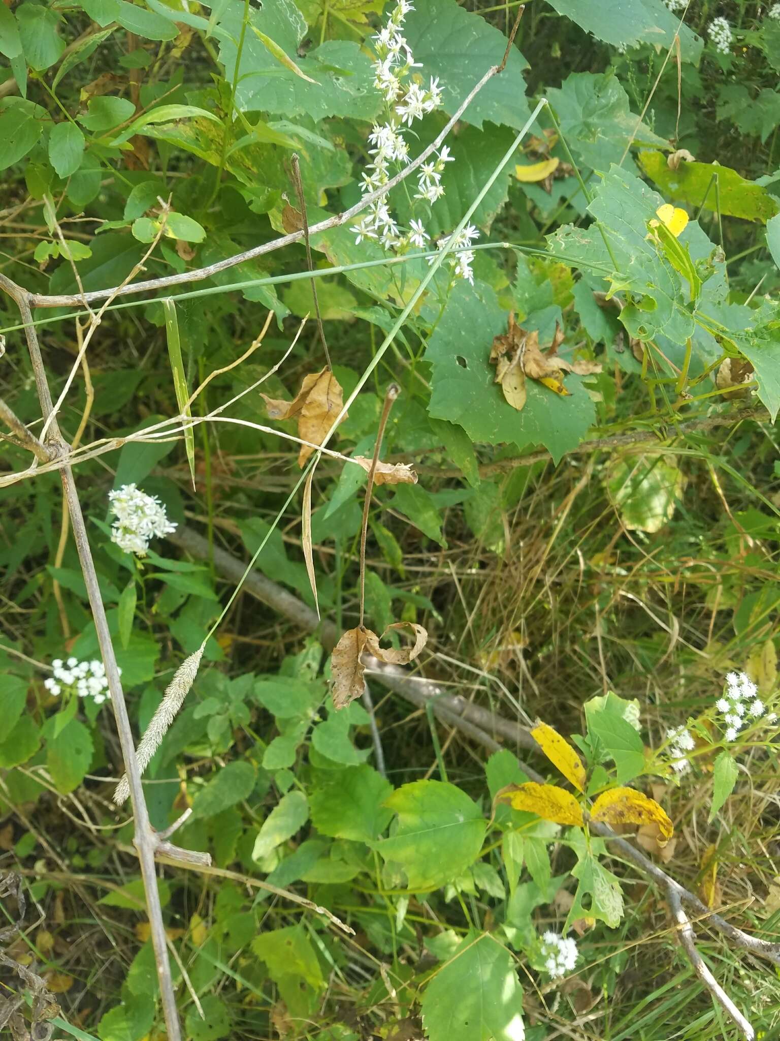 Image of Phleum pratense subsp. pratense