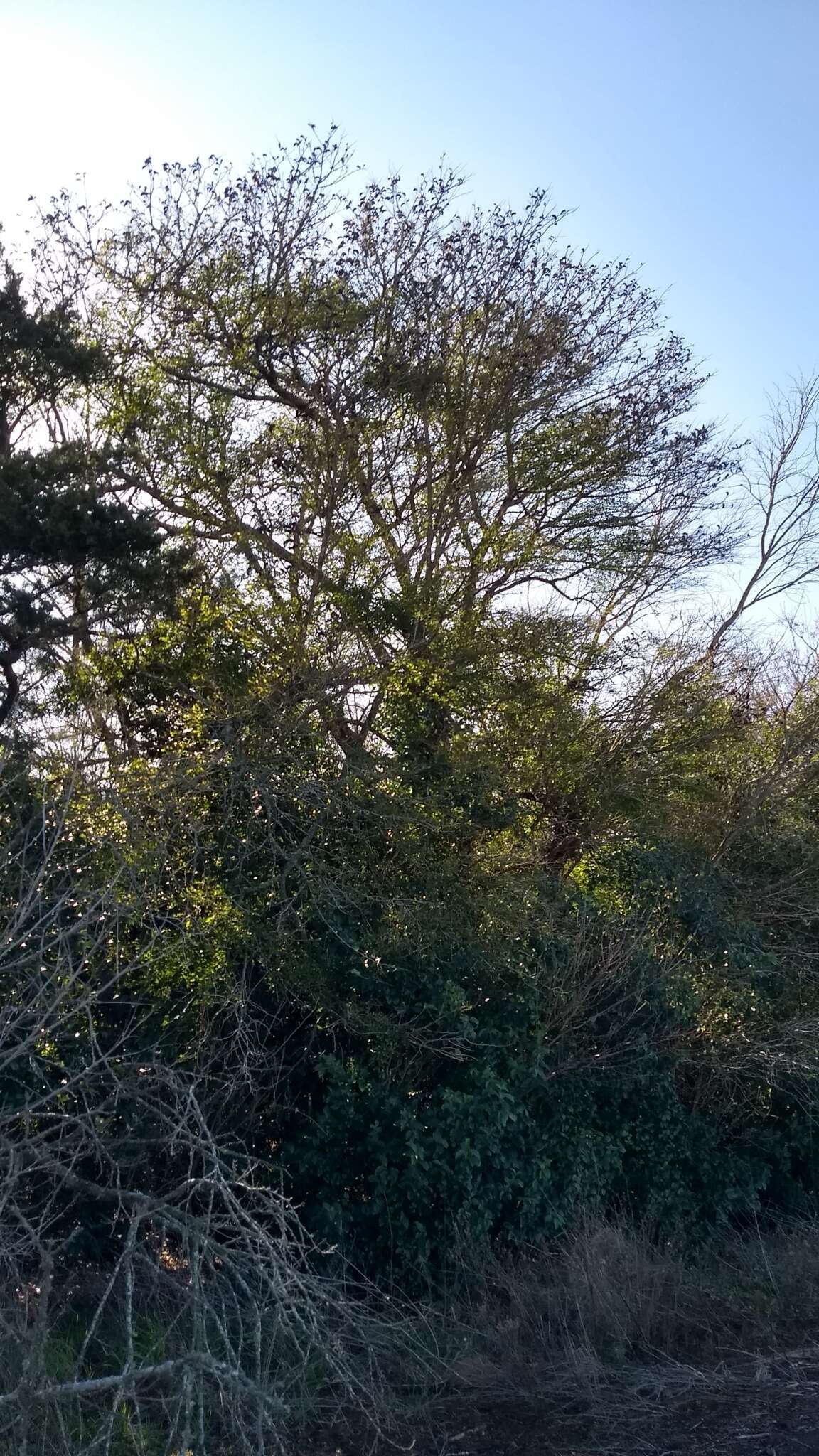 Image of Gleditsia amorphoides (Griseb.) Taub.