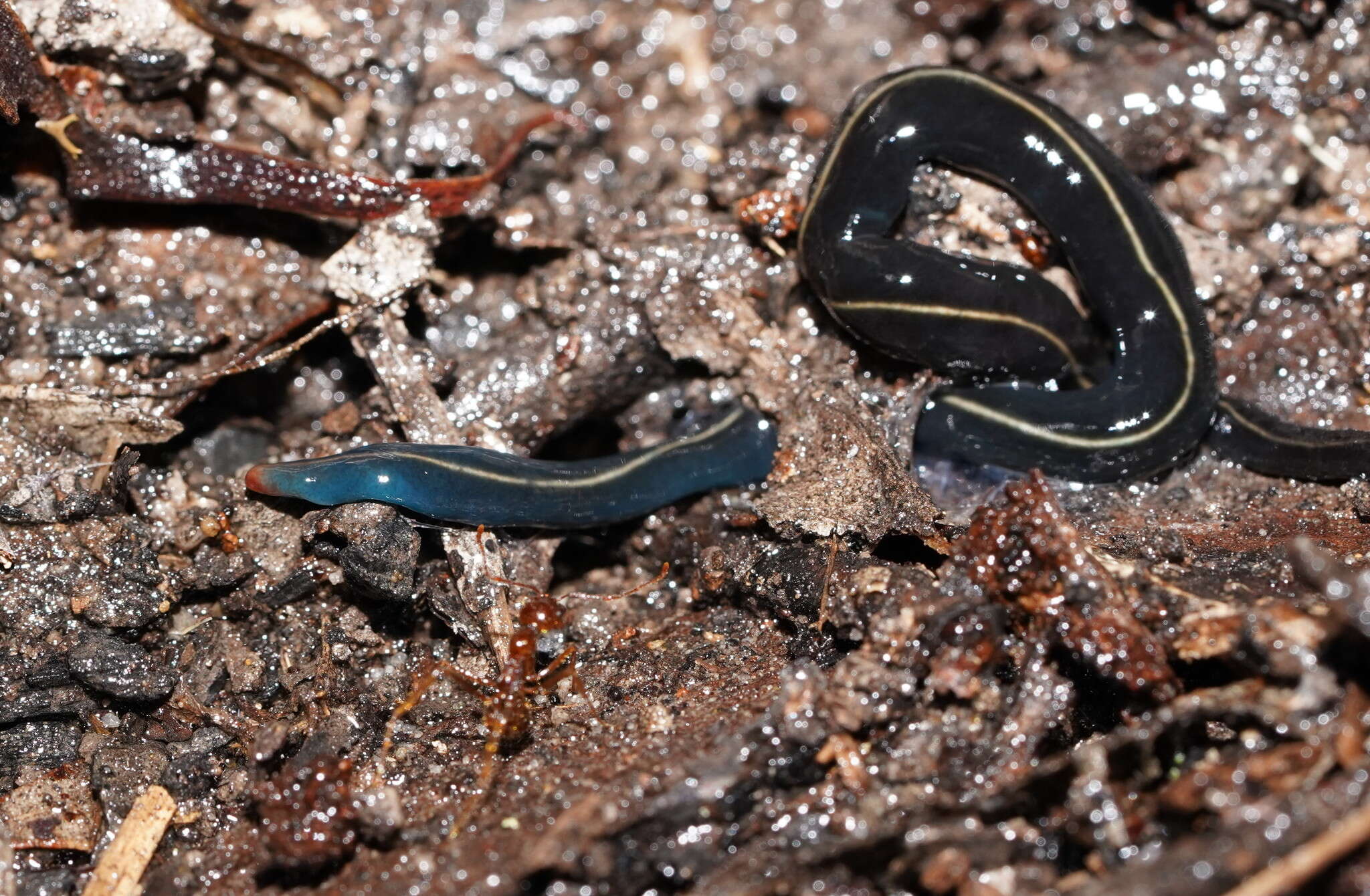 Image of Blue garden flatworm