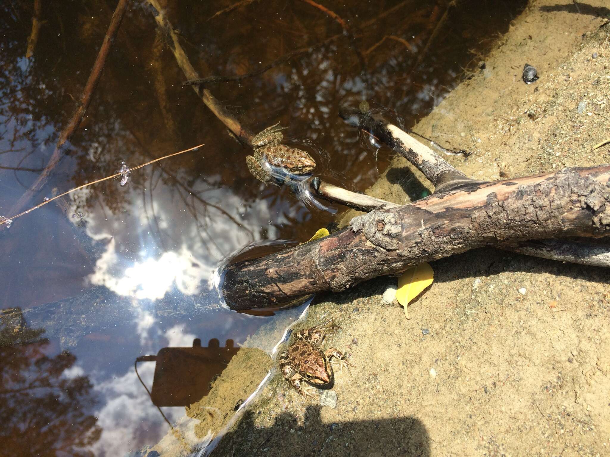 Image de Pelophylax cerigensis (Beerli, Hotz, Tunner, Heppich & Uzzell 1994)