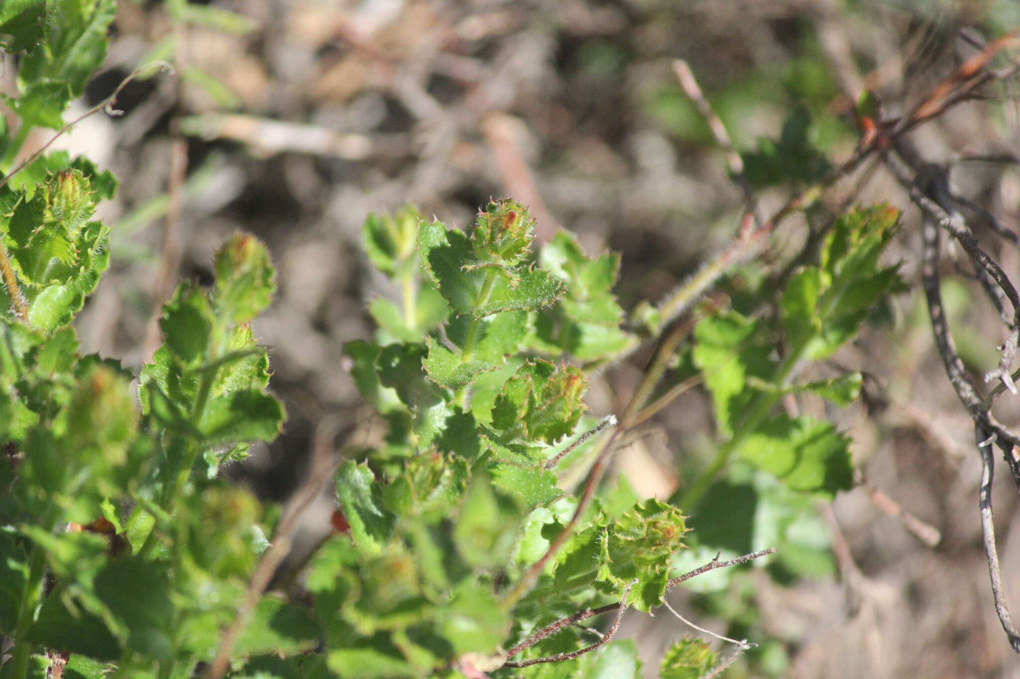 Image of Gonocarpus mezianus (Schindl.) Orchard