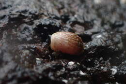 Image of Cardita calyculata (Linnaeus 1758)