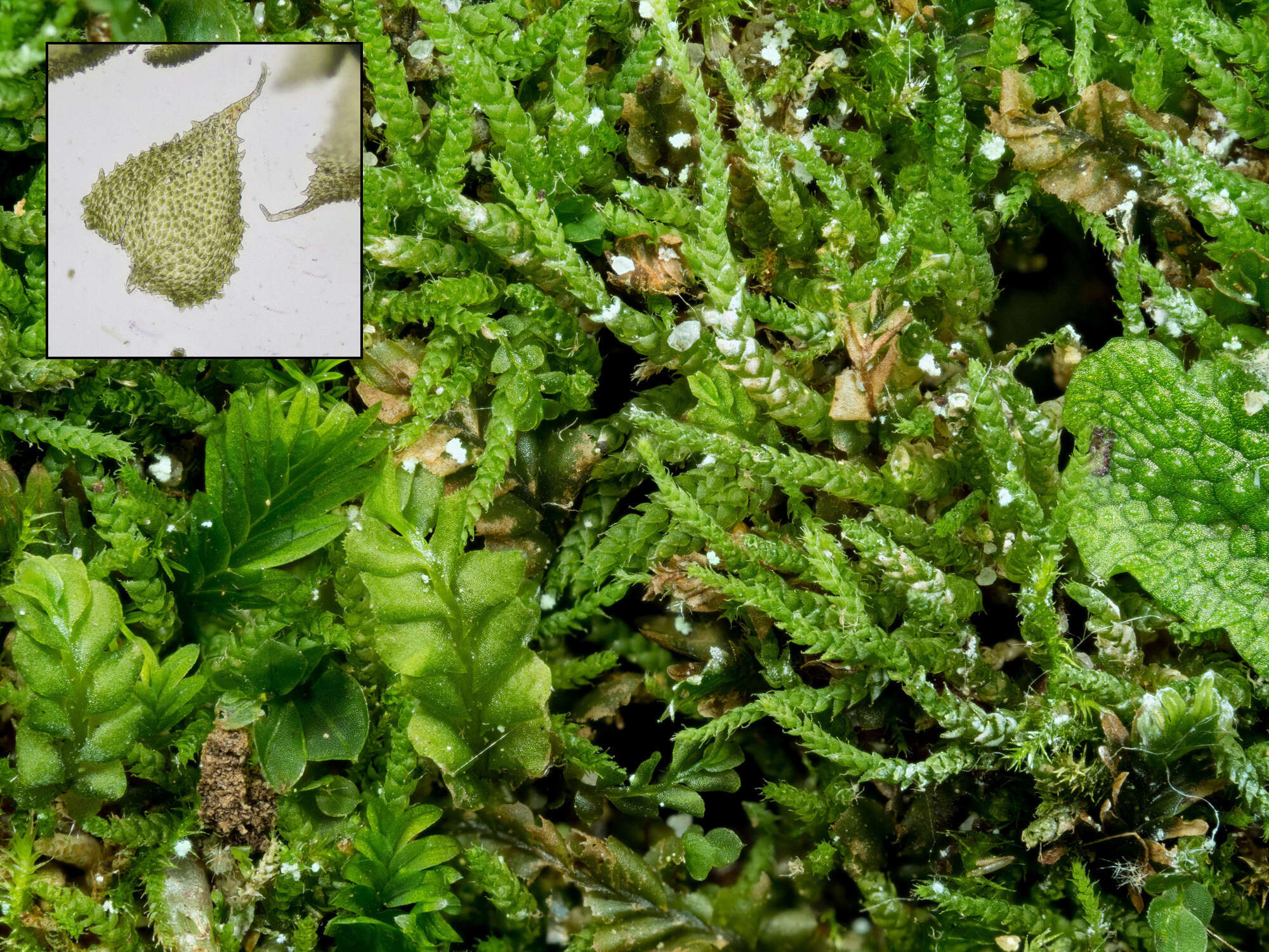 Image of Siberian myurella moss