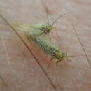 Image of Psyllid