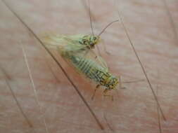 Image of Psyllid