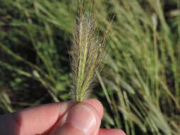 Image of queensland bluegrass