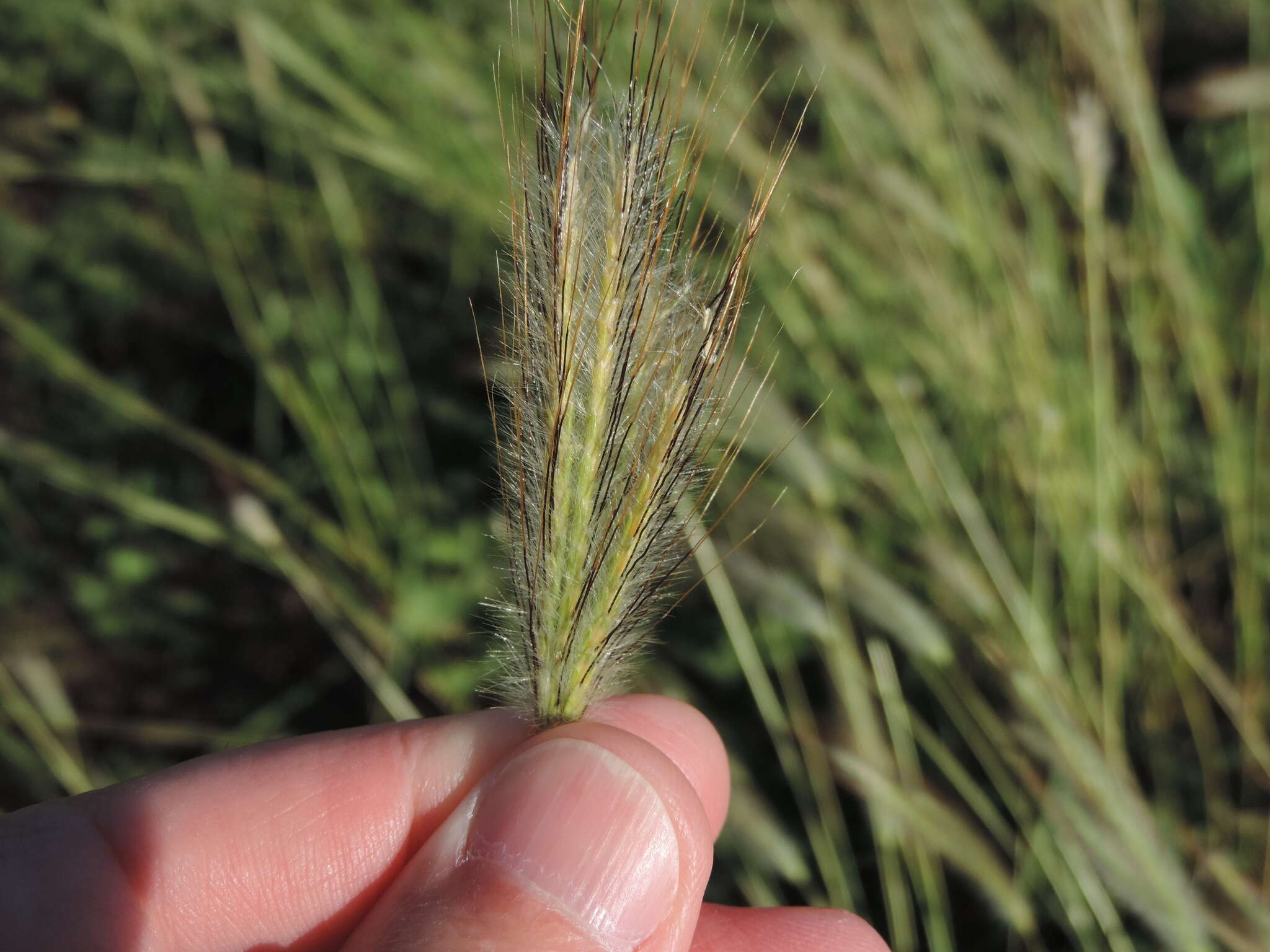 Image of queensland bluegrass