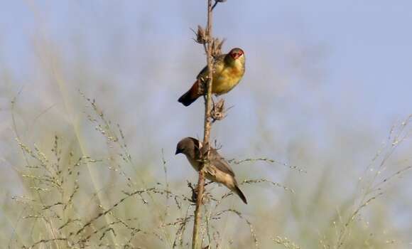 Image of Orange-breasted Waxbill